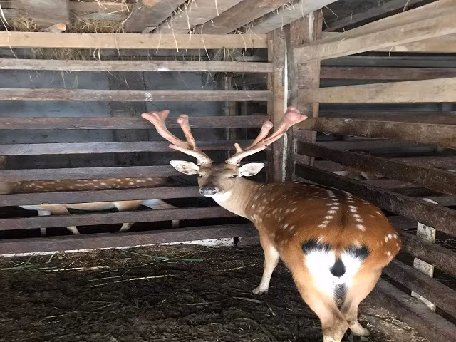 Con hươu này được anh mua lại của một người nuôi ở xã Sơn Lâm với giá 100 triệu đồng