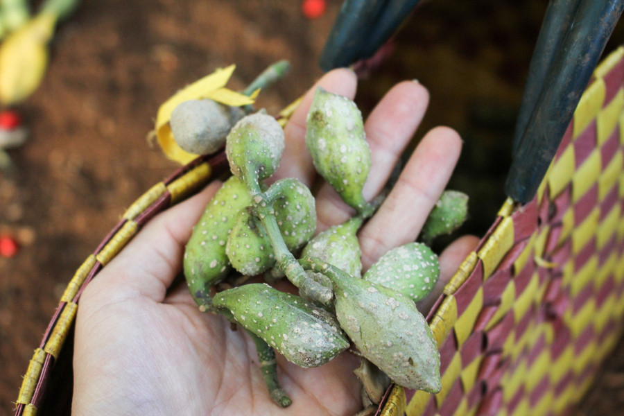Quả Dổi xanh. Ảnh: PL