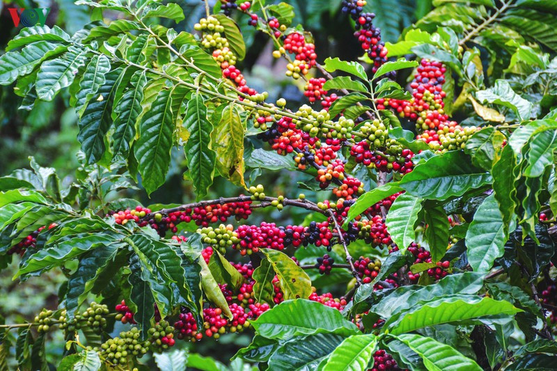 Tháng 2-3 là mùa hoa cafe trắng xóa, lễ hội đua voi sôi động. Du khách có thể thăm thú, thưởng thức canh lá Ede, lẩu cá lăng sông Serepok, bún đỏ, bánh ướt thịt nướng, chắc chắn không thể thiếu tách cafe thơm lừng hay sinh tố bơ béo ngậy.