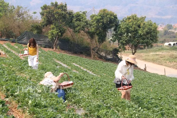 Anh Tài vừa trồng dâu vừa mở cửa cho du khách vào vườn tham quan, tự tay hái những quả dâu tây.