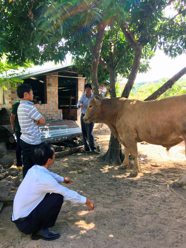 Bồ đực Kbang... Ảnh: H.C Bồ đực Kbang. Ảnh: H.C