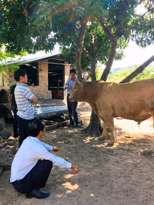 Bồ đực Kbang... Ảnh: H.C Bồ đực Kbang. Ảnh: H.C