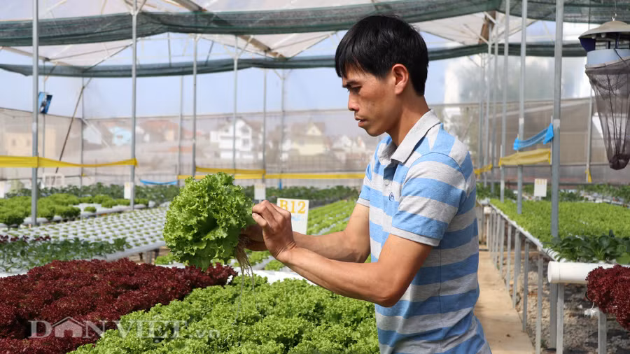 Anh Đức đã từ bỏ công việc nhà nước để theo đuổi đam mê làm nông nghiệp.