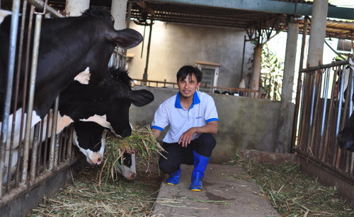 Anh Nguyễn Quốc Khánh chăm sóc đàn bò của gia đình. Ảnh: Văn Long