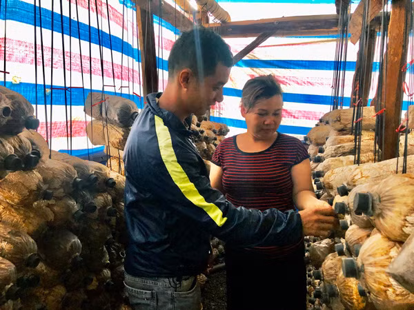  Các thành viên HTX Nông nghiệp 81 trao đổi kinh nghiệm chọn phôi nấm. Ảnh: N.T