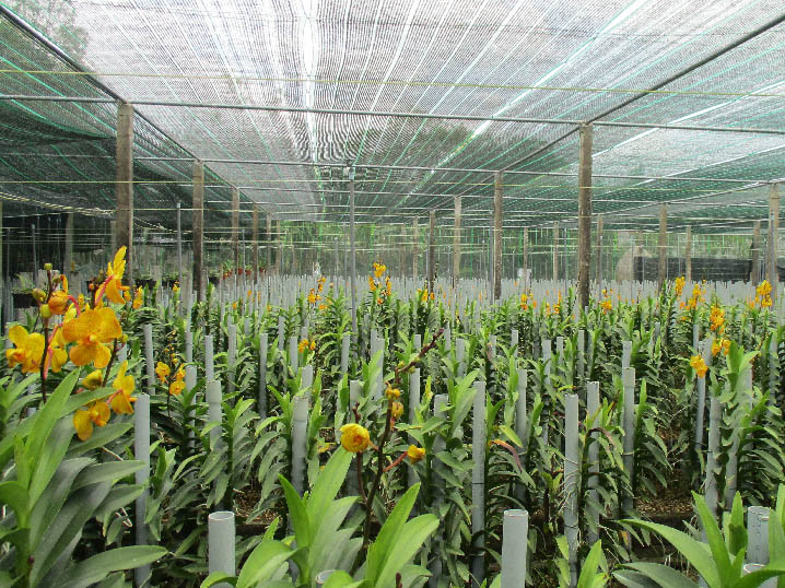 Vườn lan Mokara sản xuất theo hướng công nghệ cao của ông Giao được đầu tư nhà lưới, hệ thống phun sương tự động, đã cho năng suất bông cao. Vườn lan Mokara sản xuất theo hướng công nghệ cao của ông Giao được đầu tư nhà lưới, hệ thống phun sương tự động, đã cho năng suất bông cao.