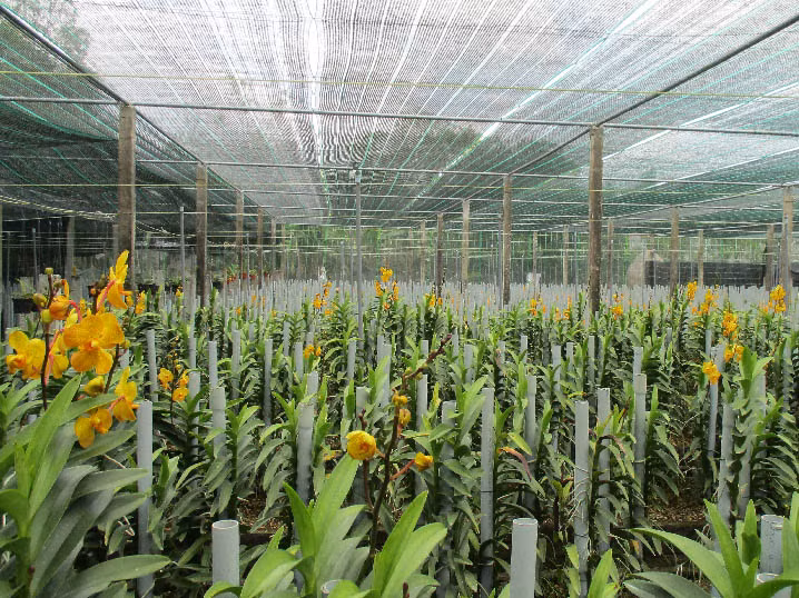 Vườn lan Mokara sản xuất theo hướng công nghệ cao của ông Giao được đầu tư nhà lưới, hệ thống phun sương tự động, đã cho năng suất bông cao.