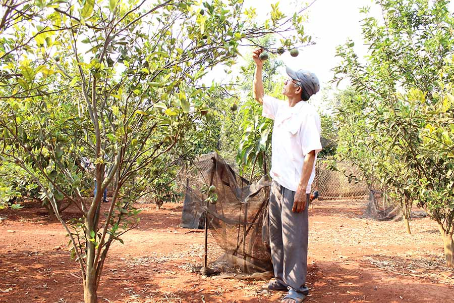  Ông Nguyễn Viết Lưu (thôn Hòa Sơn, xã Ia Phang) chăm sóc vườn cây ăn quả của gia đình. Ảnh: N.D