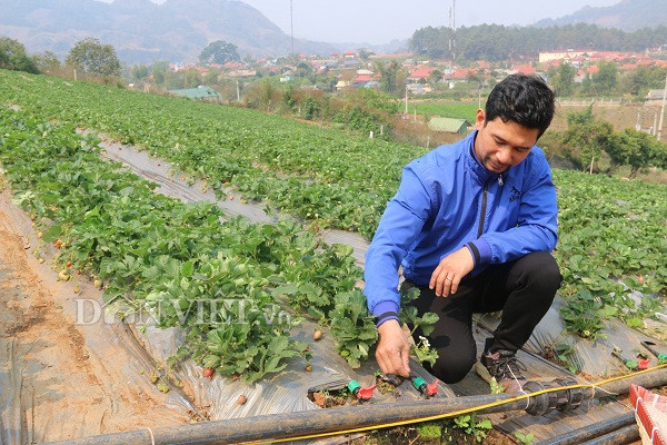 Để tiện lợi cho việc tưới tiêu, anh Tài lắp đặt hệ thống nước tưới tự động khắp vườn dâu tây.