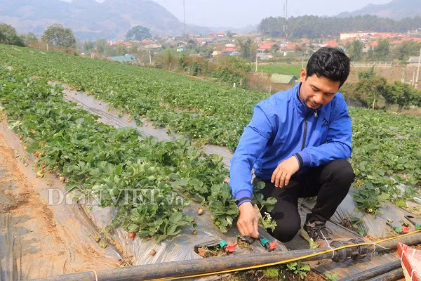 Để tiện lợi cho việc tưới tiêu, anh Tài lắp đặt hệ thống nước tưới tự động khắp vườn dâu tây.