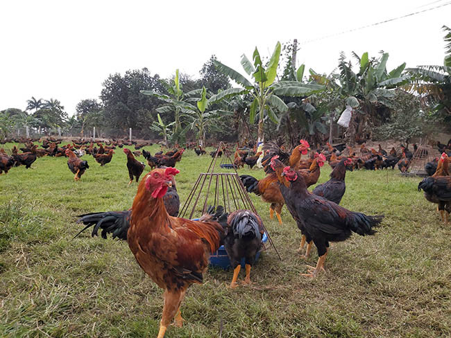 Với việc chăn nuôi gà an toàn sinh học, thời gian này rất nhiều nhà hàng ở Hải Dương, người mua lẻ cũng gọi điện hỏi mua gà tại trang trại của anh Tuân.