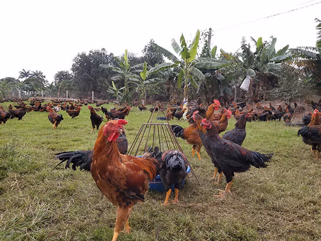Với việc chăn nuôi gà an toàn sinh học, thời gian này rất nhiều nhà hàng ở Hải Dương, người mua lẻ cũng gọi điện hỏi mua gà tại trang trại của anh Tuân.