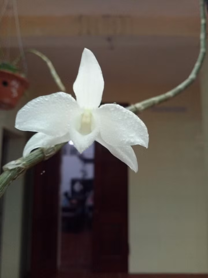  Mặt hoa một loài lan giả hạc đột biến 5 cánh trắng quý hiếm mà bác Đỗ Văn Sâm đang sở hữu.