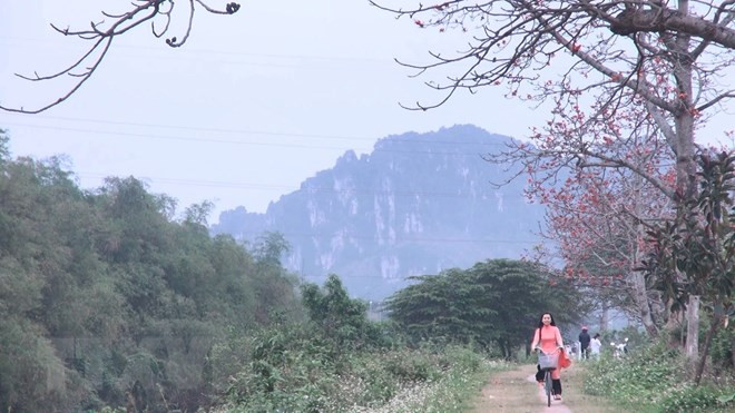 Khoảng chục ngày gần đây, dãy cây gạo ven Khu đô thị núi Long (phường Đông Vệ, Thành phố Thanh Hóa) bắt đầu trổ hoa đỏ rực, trở thành điểm tham quan, chụp hình của nhiều bạn trẻ và du khách gần xa. Năm nay, thời tiết thuận lợi nên hoa gạo nở sớm và rất đẹp, đi từ xa đã thấy màu hoa đỏ rực một góc trời. (Ảnh: Khiếu Tư/TTXVN)