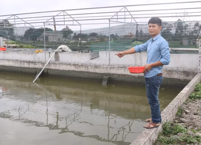 Anh Tư mong muốn làm giàu ngay trên mảnh đất quê hương bằng nghề nuôi các con đặc sản dưới nước như ốc nhồi, nuôi cá chạch, nuôi cá rô đầu vuông, nuôi ếch... Ảnh: Vũ Thượng