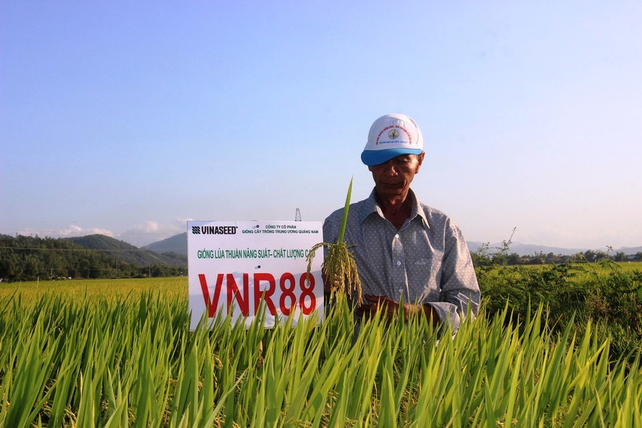  Đồng lúa VNR88 tại xã Phước Lộc (huyện Tuy Phước).