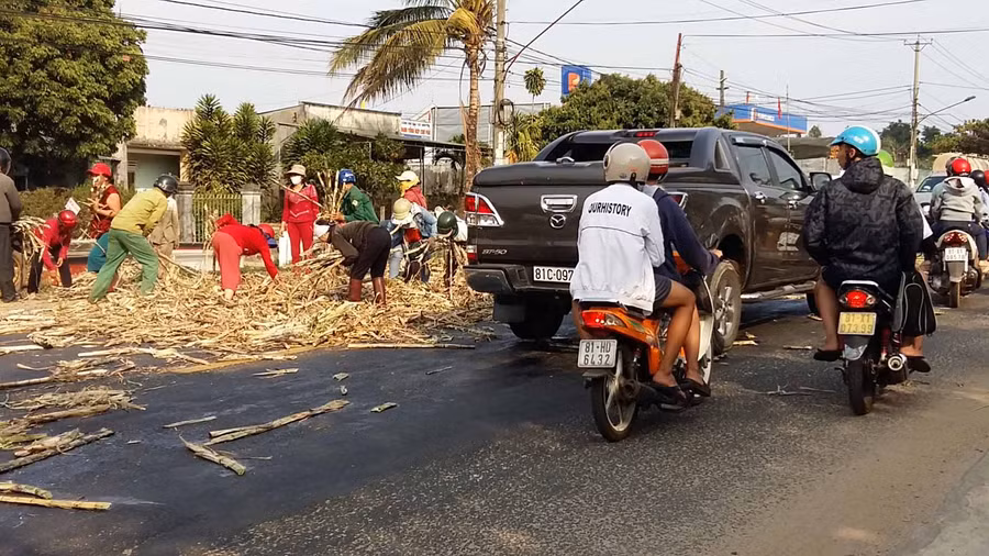 Bất chấp tính mạng người dân ùa ra đường nhặt mía. Ảnh: Hà Phương