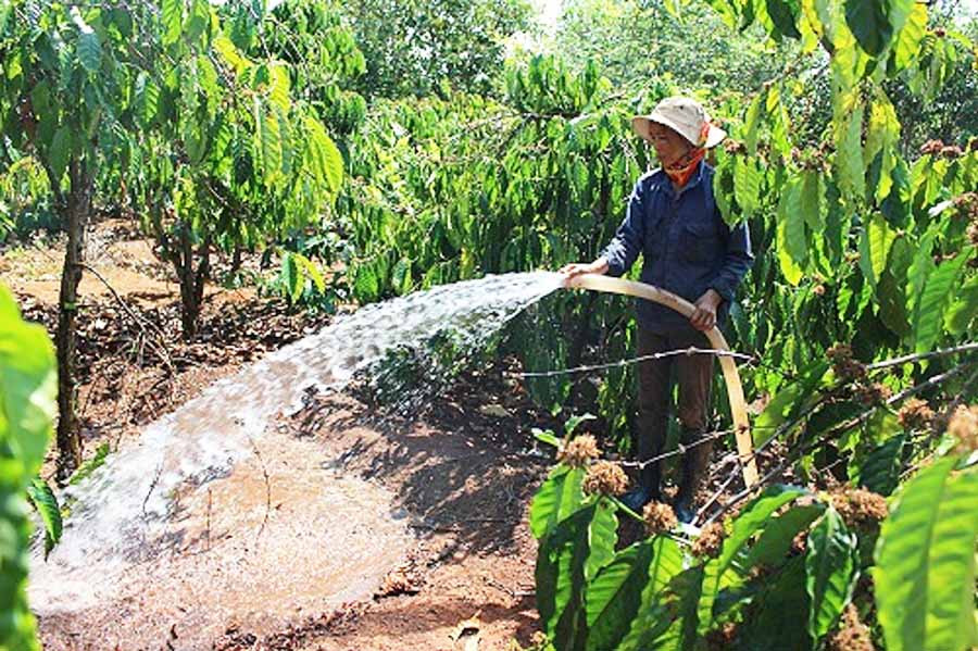 Tưới nước chống hạn cho cà phê. Ảnh: N.T