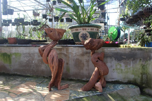 Những chiếc kệ được anh sưu tầm từ gốc cây và tạo hình đẹp mắt để chưng lan rừng. Ảnh: N. Duyên.