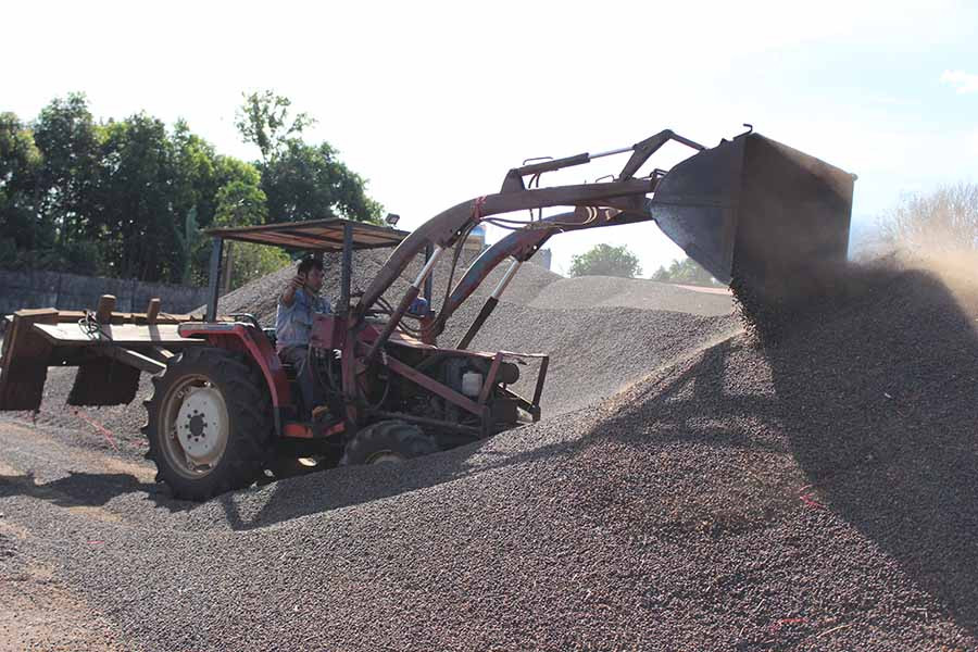 Trong 3 tháng đầu năm 2020, sản lượng cà phê xuất khẩu của tỉnh ước chỉ đạt 44 ngàn tấn. Ảnh: N.D