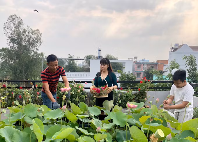 Hồ sen nở quanh năm trên sân thượng 300 m2Đầm sen là nơi yêu thích nhất của gia đình anh Huynh và bạn bè anh. Ai đến chơi cũng thích qua đây chụp ảnh. 