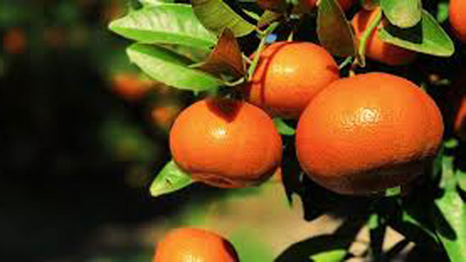 Những loại trái cây có múi họ cam quýt có nhiều lợi ích cho sức khỏe. Ảnh minh họa: Shuterstock