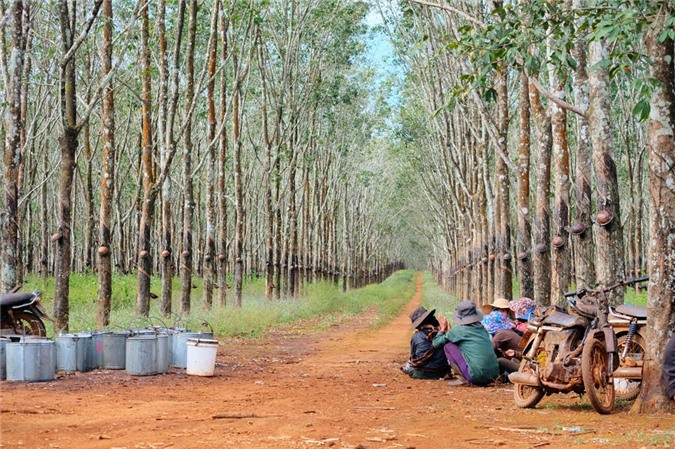 Dọc tuyến đường huyết mạch quốc lộ 14 đến với Chư Sê là vô vàn những cánh rừng, đồn điền trồng cao su. Cao su ở đây có giá trị kinh tế rất cao, đến mùa rụng lá, rừng cao su Chư Sê đẹp như một bức tranh mùa thu của các nước ôn đới.
