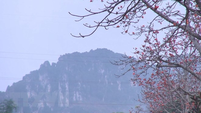 Người dân khu vực núi Long cho biết, những cây hoa gạo cổ thụ ở đây đã có gần 100 năm nay. (Ảnh: Khiếu Tư/TTXVN)