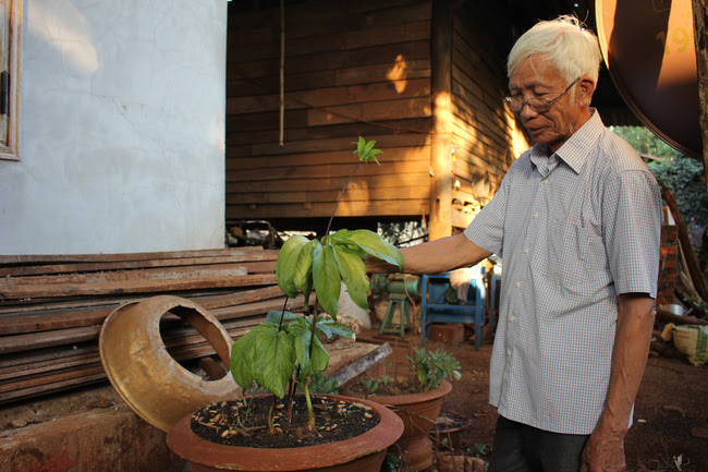Cây thất diệp nhất chi mai mà ông Hợi 