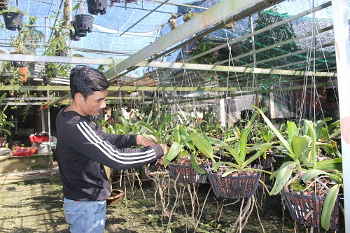 Những giò lan rừng được anh Long chăm sóc tỷ mẩn. Ảnh: N. Duyên.
