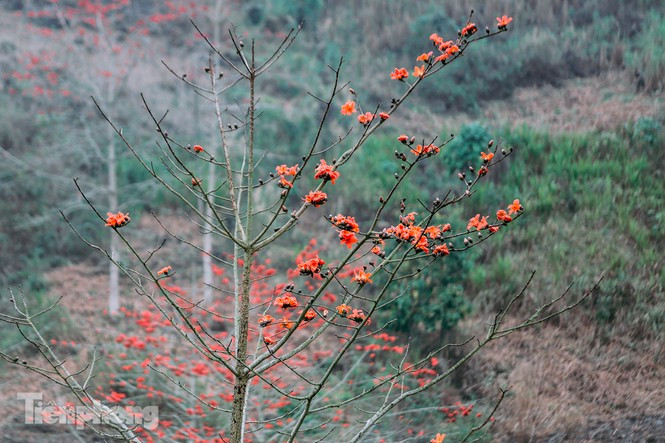 Hoa gạo nở đỏ rực thành chùm như một bức tranh đẹp mê hồn.