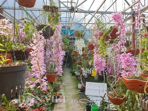 Vườn lan của chị Bùi Thu Hoài, phường Mường Thanh (TP Điện Biên Phủ, tỉnh Điện Biên) có hàng trăm giống lan khác nhau, nhiều loài lan thân thòng nở hoa rất đẹp, trong đó có không ít loài lan phi điệp hay còn gọi là lan giả hạc quý hiếm...