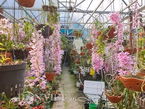 Vườn lan của chị Bùi Thu Hoài, phường Mường Thanh (TP Điện Biên Phủ, tỉnh Điện Biên) có hàng trăm giống lan khác nhau, nhiều loài lan thân thòng nở hoa rất đẹp, trong đó có không ít loài lan phi điệp hay còn gọi là lan giả hạc quý hiếm...