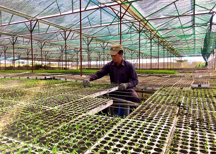 Vườn ươm rau giống của ông Nguyễn Văn Hưng. Ảnh: Q.T  Vườn ươm rau giống của ông Nguyễn Văn Hưng. Ảnh: Q.T