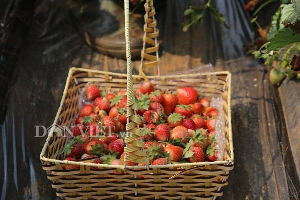 1 kg dâu tây được anh Tài bán tại vườn với giá 300.000 đồng.