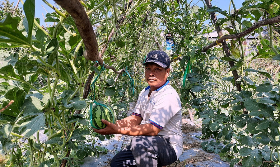 Vườn dưa hấu leo giàn của ông Nguyễn Thanh Phong, ấp Mỹ Hóa 2, xã Tân Hòa, huyện Phú Tân, tỉnh An Giang. Vườn dưa hấu leo giàn của ông Nguyễn Thanh Phong, ấp Mỹ Hóa 2, xã Tân Hòa, huyện Phú Tân, tỉnh An Giang.