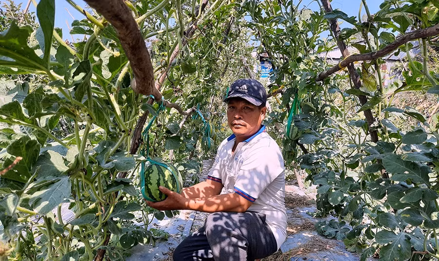 Vườn dưa hấu leo giàn của ông Nguyễn Thanh Phong, ấp Mỹ Hóa 2, xã Tân Hòa, huyện Phú Tân, tỉnh An Giang.