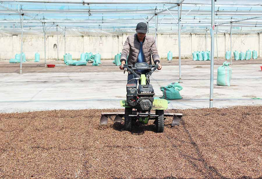 Cà phê xuất khảu gặp nhiều khó khăn do ảnh hưởng dịch Covid -19. Ảnh: Nguyễn Diệp