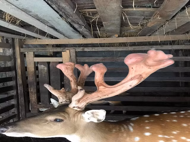 Cặp nhung có trọng lượng 3,2kg vừa được gia đình anh cắt bán