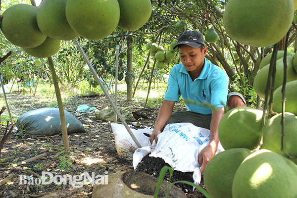 Anh Lê Diên Bảo đổ tro than lên đất thay thế phân hóa học chăm bón cho vườn bưởi của mình. Ảnh: N.Liên
