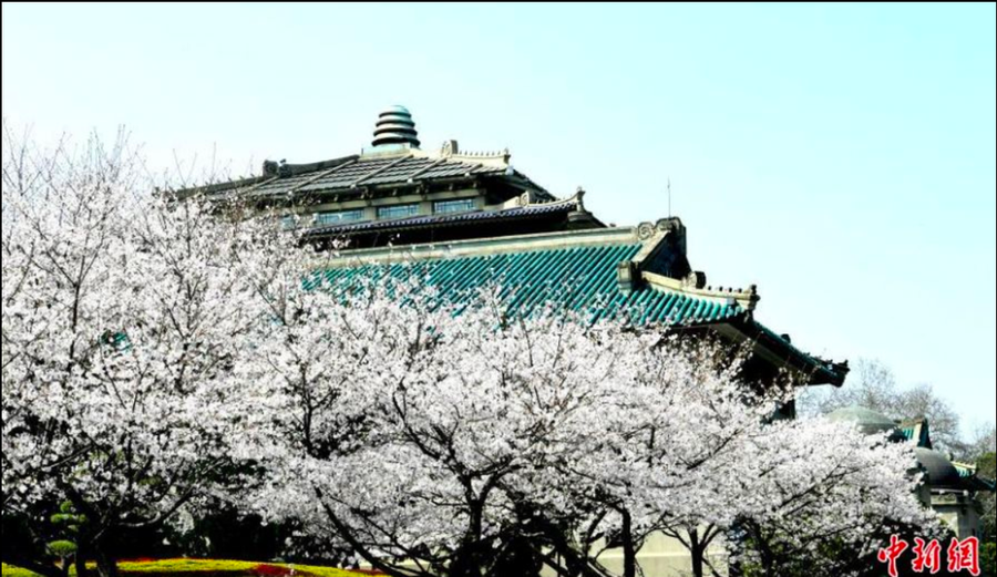 Ảnh chụp bên trong khuôn viên Đại học Vũ Hán ngày 18-2 - Ảnh: Chinanews