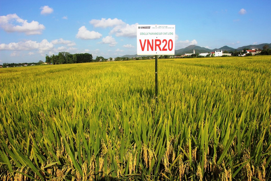 Cận cảnh những cây lúa giống VNR20 trĩu bông, cho năng suất cao vượt trội.