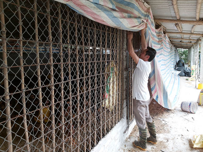 Trước những diễn biến phức tạp của dịch cúm gia cầm, đàn gà luôn được anh Tuân "bảo vệ nghiêm ngặt". Ảnh: Minh Ngọc. Trước những diễn biến phức tạp của dịch cúm gia cầm, đàn gà luôn được anh Tuân