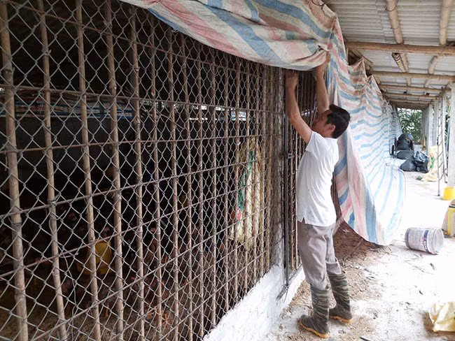 Trước những diễn biến phức tạp của dịch cúm gia cầm, đàn gà luôn được anh Tuân "bảo vệ nghiêm ngặt". Ảnh: Minh Ngọc. Trước những diễn biến phức tạp của dịch cúm gia cầm, đàn gà luôn được anh Tuân