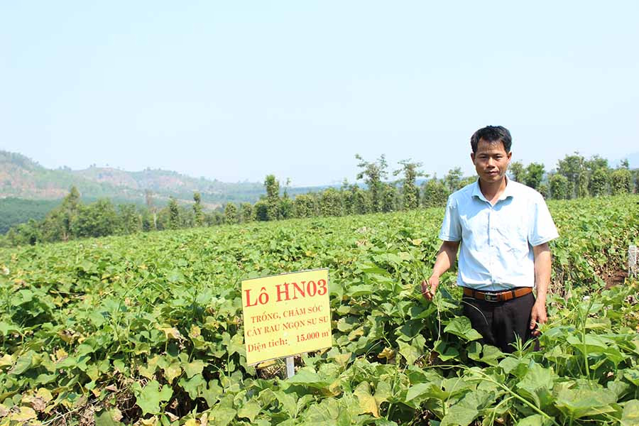 Ông Trần Văn Xuân (làng Bối, xã Hòa Phú, huyện Chư Pah) bên vườn su su lấy đọt của gia đình. Ảnh: N.D Ông Trần Văn Xuân (làng Bối, xã Hòa Phú, huyện Chư Pah) bên vườn su su lấy đọt của gia đình. Ảnh: N.D