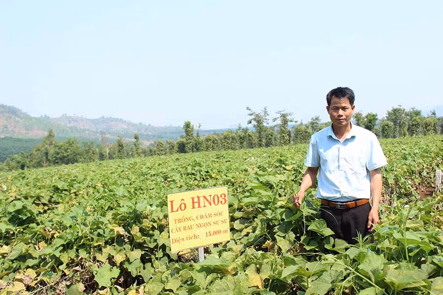  Ông Trần Văn Xuân (làng Bối, xã Hòa Phú, huyện Chư Pah) bên vườn su su lấy đọt của gia đình. Ảnh: N.D