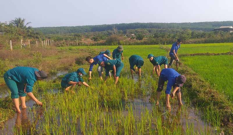 Đoàn viên chi đoàn Dân quân xã Ia Nan giúp dân chăm sóc lúa nước. Ảnh: Lê Văn Châu 