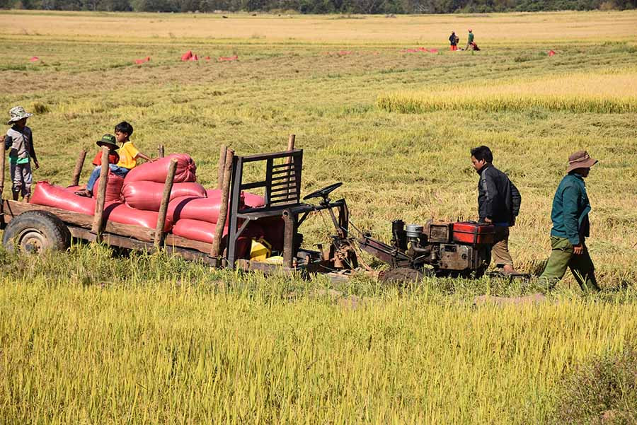Nhờ nguồn nước tưới từ hồ chưa nước Plei Pai và đập dâng Ia Lốp người dân trên địa bàn xã Ia Lâu chủ động được nguồn nước tưới, nang suất, sản lượng ngày một tăng. Ảnh: M.N