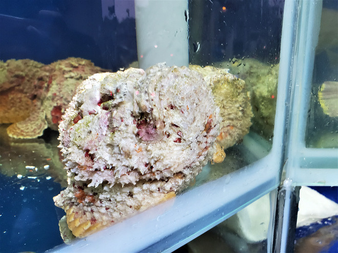 Cá mặt quỷ được nhà hàng Hà Nội nhập về bán. Cá mặt quỷ được nhà hàng Hà Nội nhập về bán.