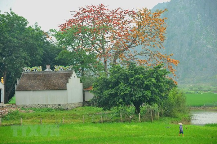 Cây gạo đầu làng, cây gạo bên đình chùa đền miếu trở thành thân quen với người làng quê Việt Nam. (Ảnh: Minh Đức/ TTXVN) Cây gạo đầu làng, cây gạo bên đình chùa đền miếu trở thành thân quen với người làng quê Việt Nam. (Ảnh: Minh Đức/ TTXVN)